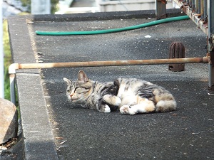 日向ぼっこ