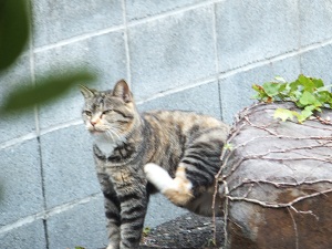日向ぼっこ