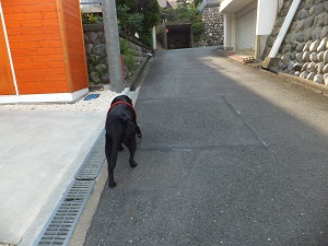 りん爺のお散歩
