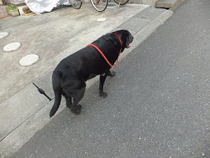 りん爺のお散歩