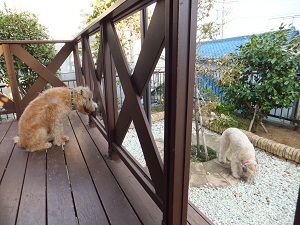芋虫は誰の物？