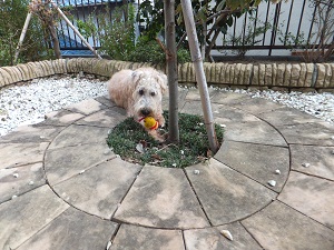芋虫は誰の物？