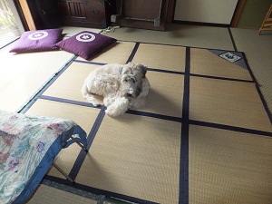 変身！？