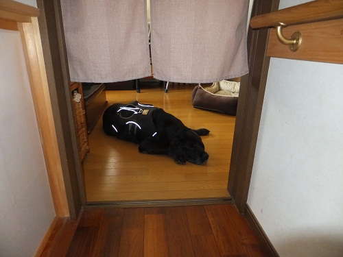 今日のりん爺