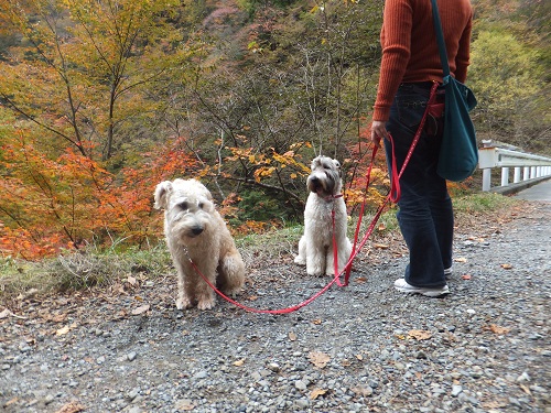 紅葉