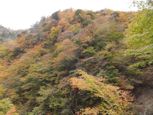 紅葉
