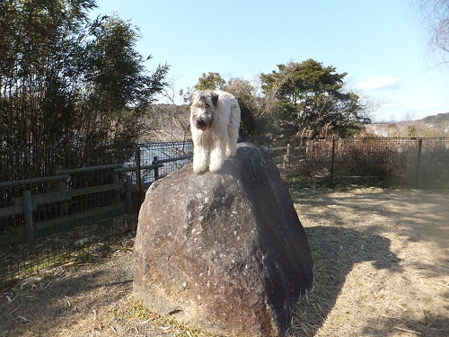 走る～！