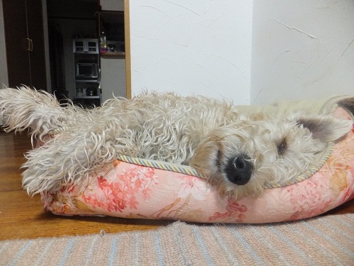 引っ付き虫・・・