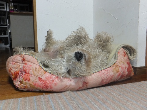 引っ付き虫・・・