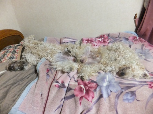 寝る時は？
