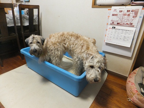 マタニティーカット？