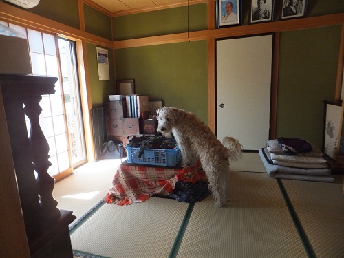 寂しがり屋？
