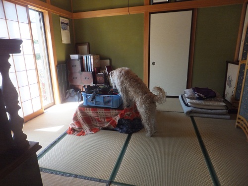 寂しがり屋？