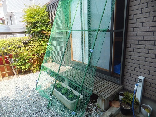 夏の準備？