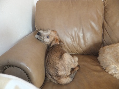 賢くなったね１？