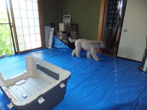 夢だったかしら？