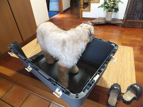 夢だったかしら？