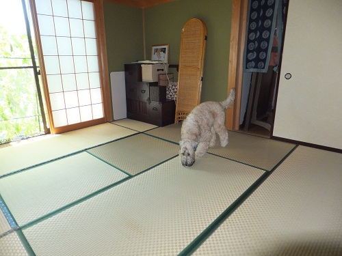 夢だったかしら？