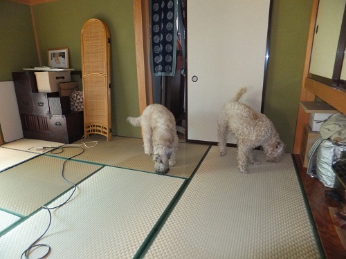 夢だったかしら？