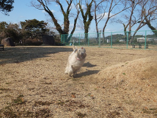 走る～！