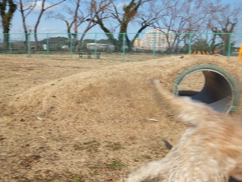 走る～！