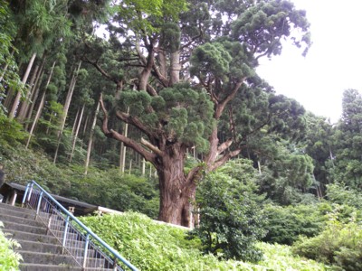 千年の巨木（白神番外編）