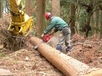 森とま材　造材