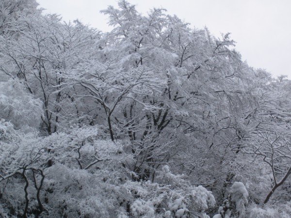 水墨画のような積雪の森