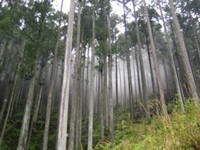 春雨の中、森へ