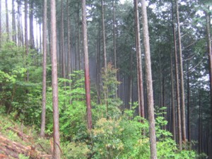 春雨の中、森へ