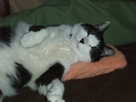 湯たんぽを枕にする猫。｜太陽光照明ならスカイライトチューブ