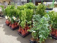 果樹苗を植えてみませんか？