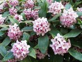 春を植えよぉ☆