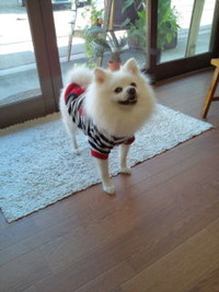 ワンちゃん　ネコちゃん☆