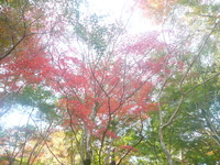 修善寺もみじ林