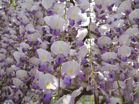 藤の花だらけ