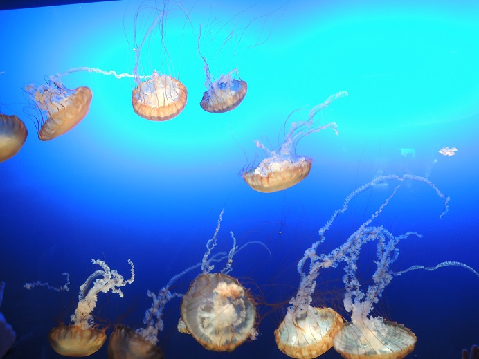 クラゲ