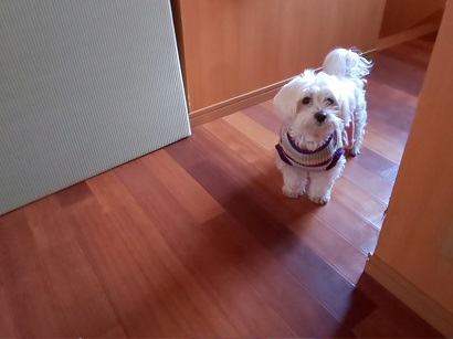 気になるワン