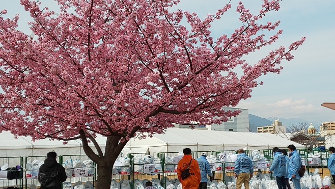 ゴール地点の桜