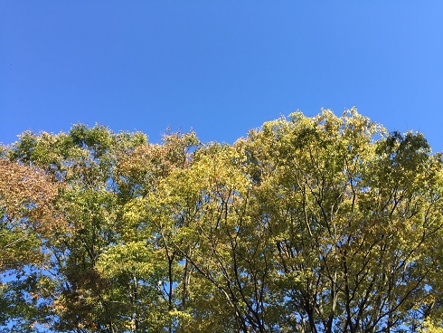 青空と黄色い葉