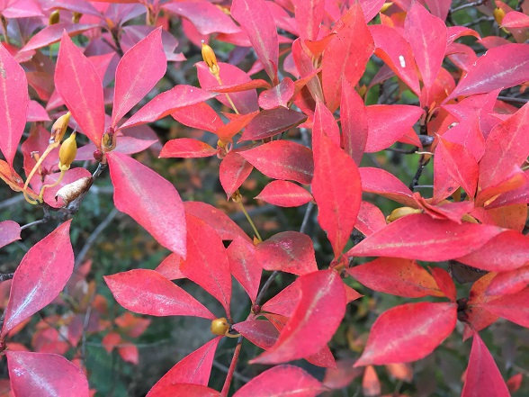長細い紅葉
