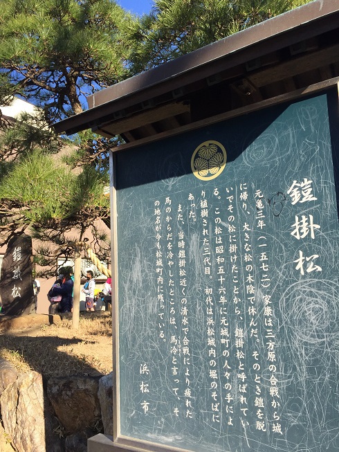 鎧掛松
