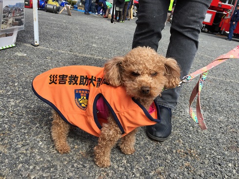 可愛い救助犬