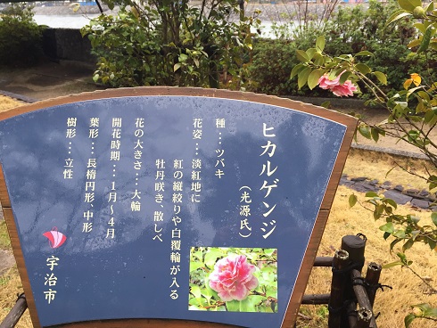 ﾋｶﾙｹﾞﾝｼﾞ椿