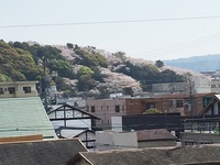 今年の桜は終わりか・・・。