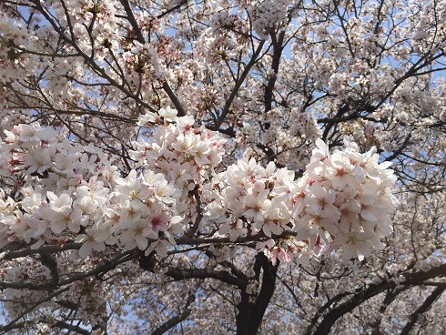 船越の桜ｱｯﾌﾟ