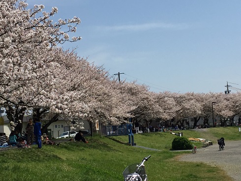 船越の桜並木