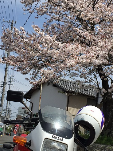 バイクと桜