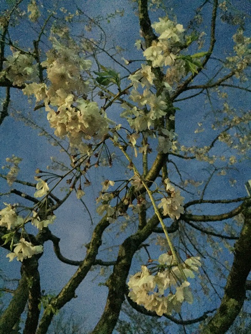 枝垂れ桜