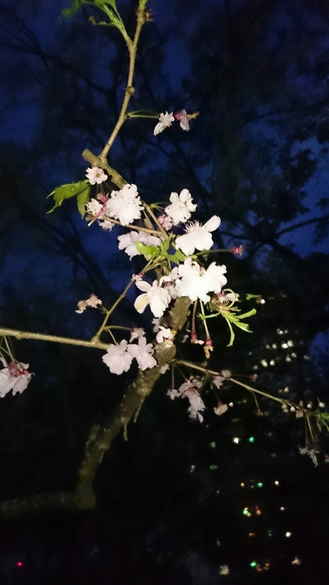 枝垂れｱｯﾌﾟ